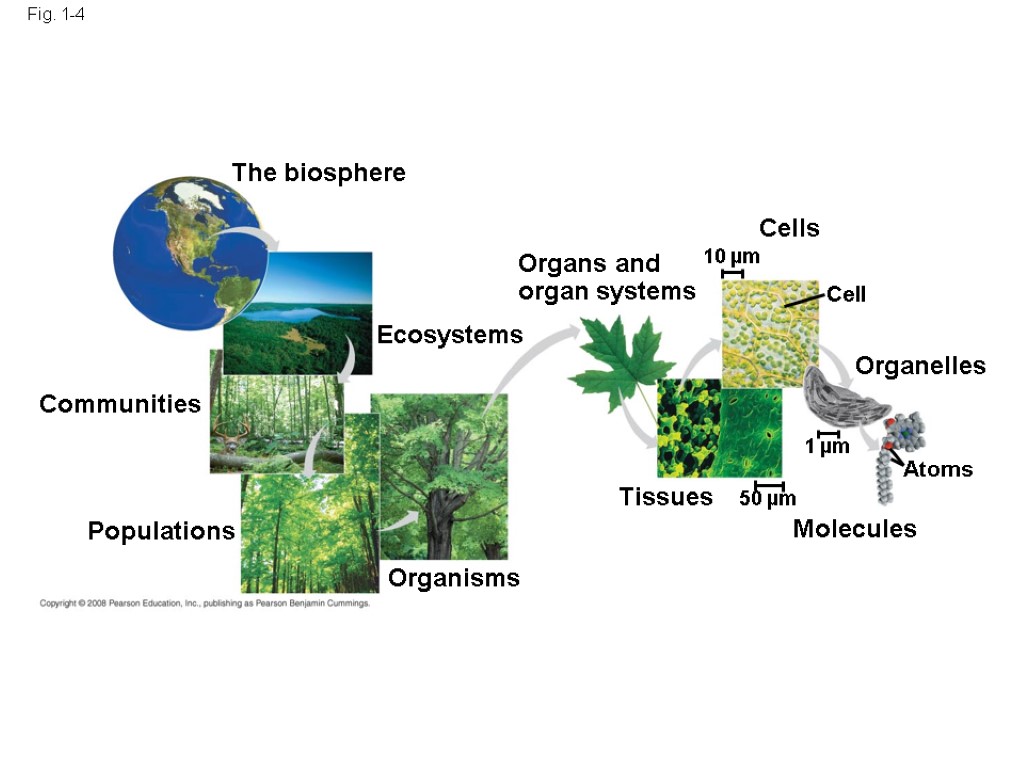 Fig. 1-4 The biosphere Communities Populations Organisms Ecosystems Organs and organ systems Cells Cell